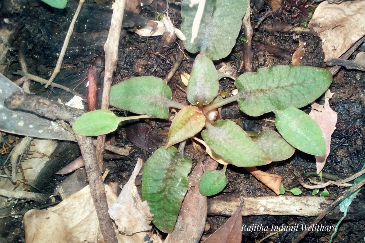 Cryptocoryne beckettii Thuill. ex Trim.